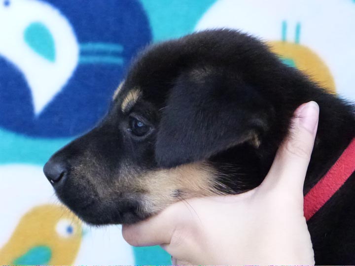 chinook puppy